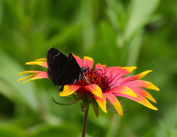 Common Sootywing